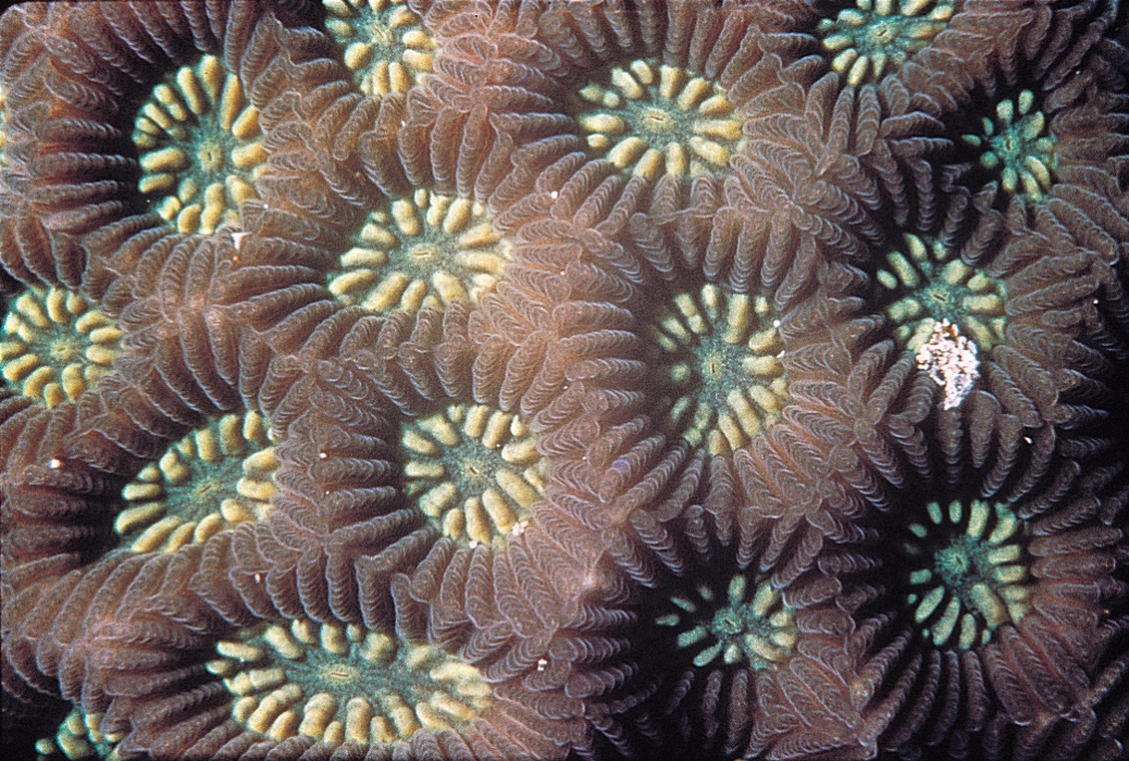 taxo4254 Coelastrea aspera